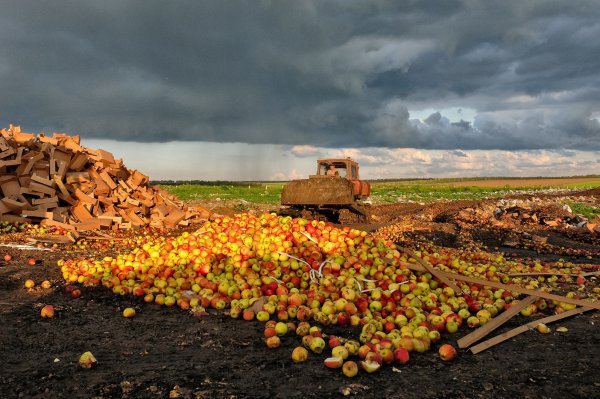178 tons of apples from Europe bulldozed in Russian region of Rostov  