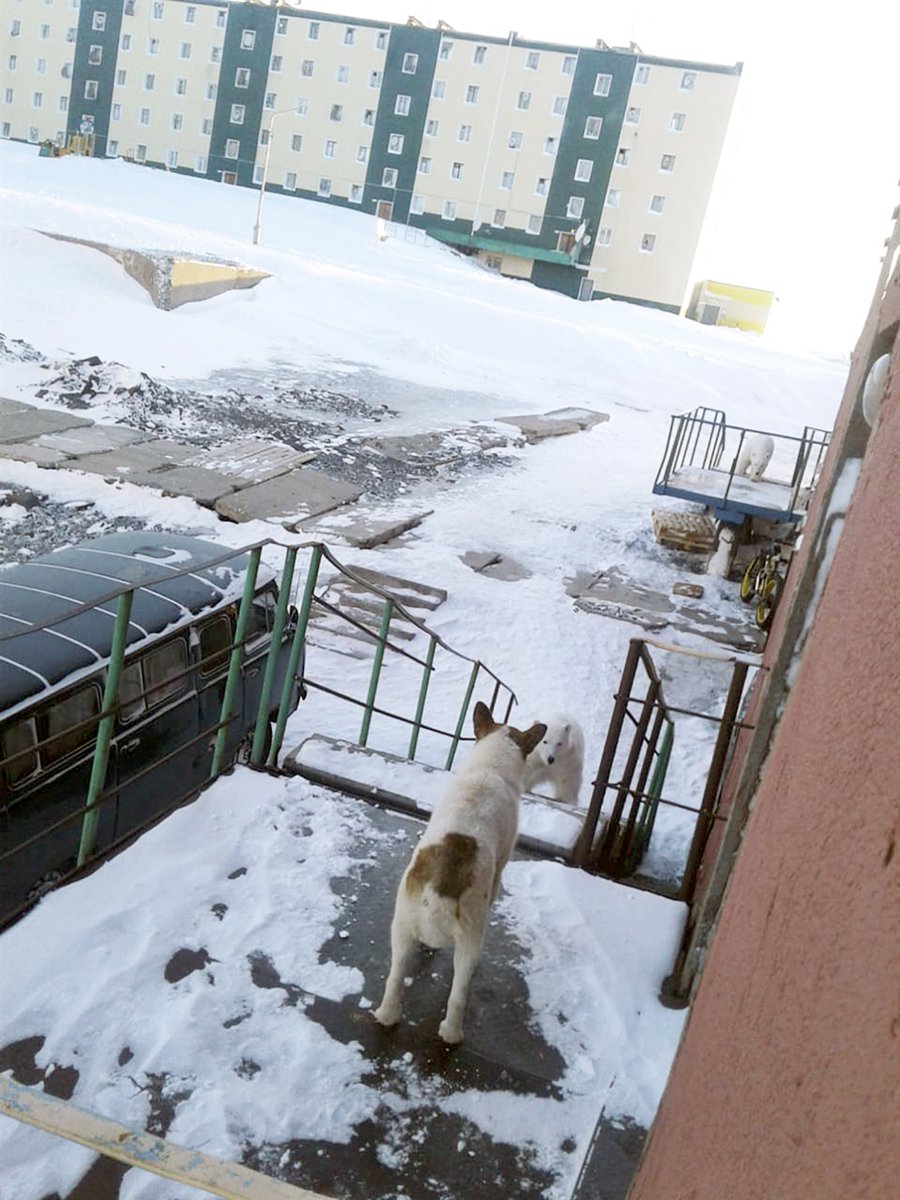 Polar bear invasion on Novaya Zemlya as 50 wild animals besiege remote town, and chase people. State of emergency called, locals are told they cannot shoot endangered species scavenging for food at local dump    