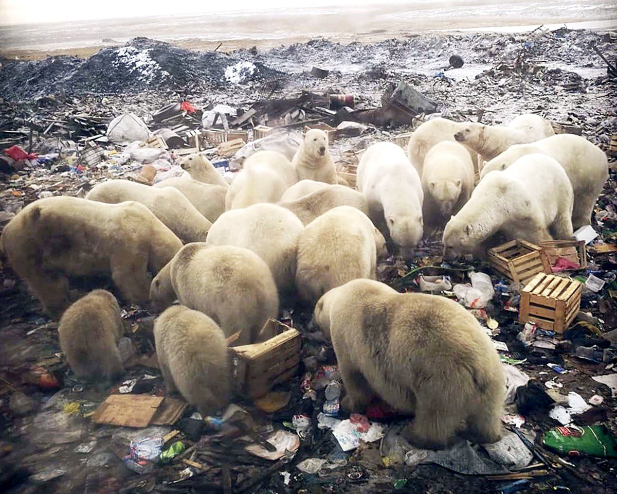 Polar bear invasion on Novaya Zemlya as 50 wild animals besiege remote town, and chase people. State of emergency called, locals are told they cannot shoot endangered species scavenging for food at local dump    