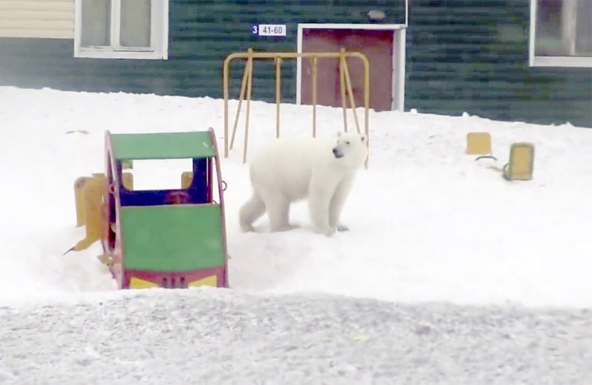 Polar bear invasion on Novaya Zemlya as 50 wild animals besiege remote town, and chase people. State of emergency called, locals are told they cannot shoot endangered species scavenging for food at local dump    